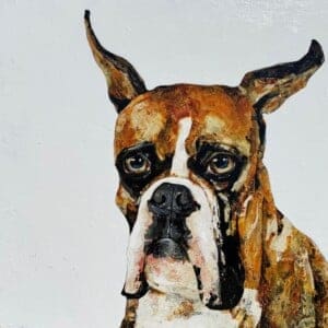 Boxer